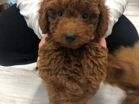 erkek 3 aylık red poodle iyisini isteyene