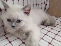 British shorthair uysal kedimiz
