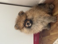 Uygun turuncu Pomeranian ayı surat