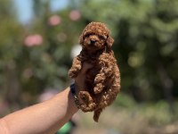 EN KÜÇÜK BOY TEACUP POODLE BEBEKLER 