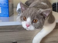 British shorthair bicolor 6 aylık