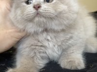 Safkan British Longhair Lilac Solid Son kızımız