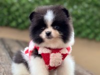 2 aylık dişi pomeranian yavru