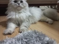 Yeni ailesini arayan scottish fold
