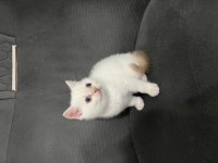 Scottish Fold ve British Shorthair 3 aylık yavrularımız