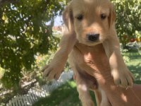 Safkan golden retriever yavrularımız