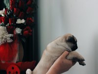 2 AYLIK EVİNİZE NEŞE GETİRİCEK ENERJİK PUG YAVRUSU