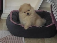 Pomeranian boo Adana Mersin kaliteli yavrular