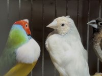 Gouldian Finch