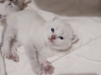Bluepoint british longhair yavrular