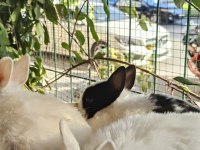 Orjinal cüce dwarf hollanda lop ve teddy lop tavşanlarımız