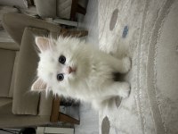 2 aylık satılık british longhair odd eyes