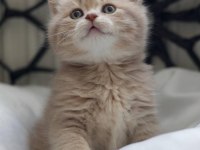 Cy11 british shorthair kedimiz