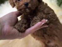 Toy Poodle Yavrumuz