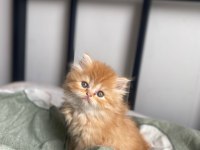Gold British Longhair Erkek Nadir Renk