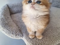 British longhair ny12 dişi