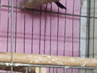 Mako Bengal İspinozu