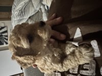 2 aylık poodle yavrularımız