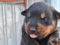 Rottweiler Yavrularımız