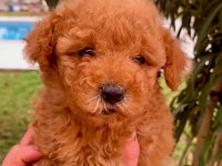 2 aylık safkan toy poodle