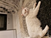 Uysal dişi british shorthair