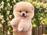 Gülen Yüz Ayıcık Pomeranian Boo