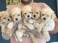 shoooowwww kalite maltipoo yavrular ankara mağazamızda 