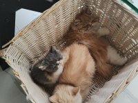 CFA KAYITLI ANNE VE BABA YAVRU KEDİMİZ