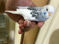 29 GÜNLÜK KONUŞTURMALIK MUHABBET KUŞU BEBEK