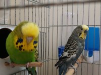 Muhabbet kuşu jumbo