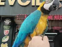 Macaw Sarı Lacivert 1 Yaşında