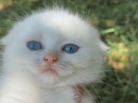 Beyaz Scottish Fold Yavru
