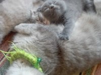 YAVRU BRİTİSH KEDİLERE YUVA