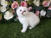 BRİTİSH SHORTHAİR DONDURMA TOPLARI