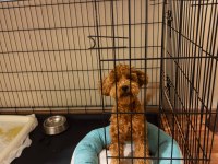 Sevgi Dolu 6 Aylık Toy Poodle Yeni Ailesini Bekliyor