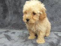Apricot toy poodle dişi minnak, ruhsatlı çiftlik