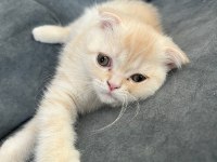 Erkek scottish fold