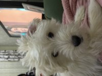 4 aylık dişi terrier