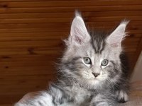 Maine coon xxxl