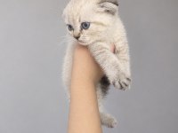 Minik scottish fold bebekler ilanda