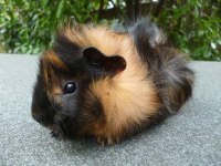 Guineapig Yavrular Aynı Gün Set Halinde Teslim Edilir