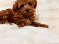 Sevimli Toy Poodle Yavruları Yeni Yuvalarını Bekliyor