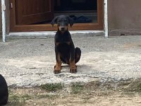 Estetikleri yapılmış 4 aylık yavru erkek doberman