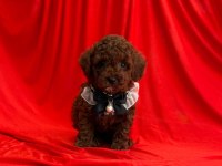 Toy Poodle Yavrularımız Ömürlük Aileleri Bekliyor