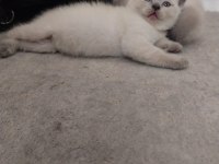 British shorthair yavrular gönderim mevcut