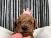 Saf kan toy poodle