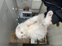 Yavru scottish fold kedim için yuva arıyorum