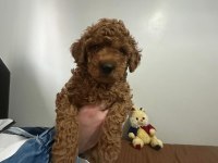 2.5 aylık orijinal toy poodle
