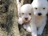 Özel ırk nadir güzellik uygun bütçe bichon frise