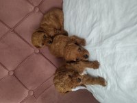 Toy poodle kore mini boy